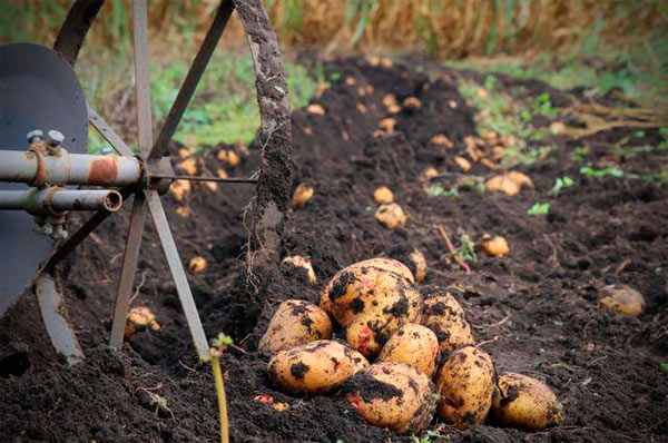 такая глубина посадки обеспечит достаточное количество питательных веществ для картофеля