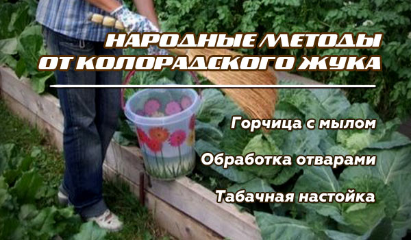 чем обрабатывать картошку