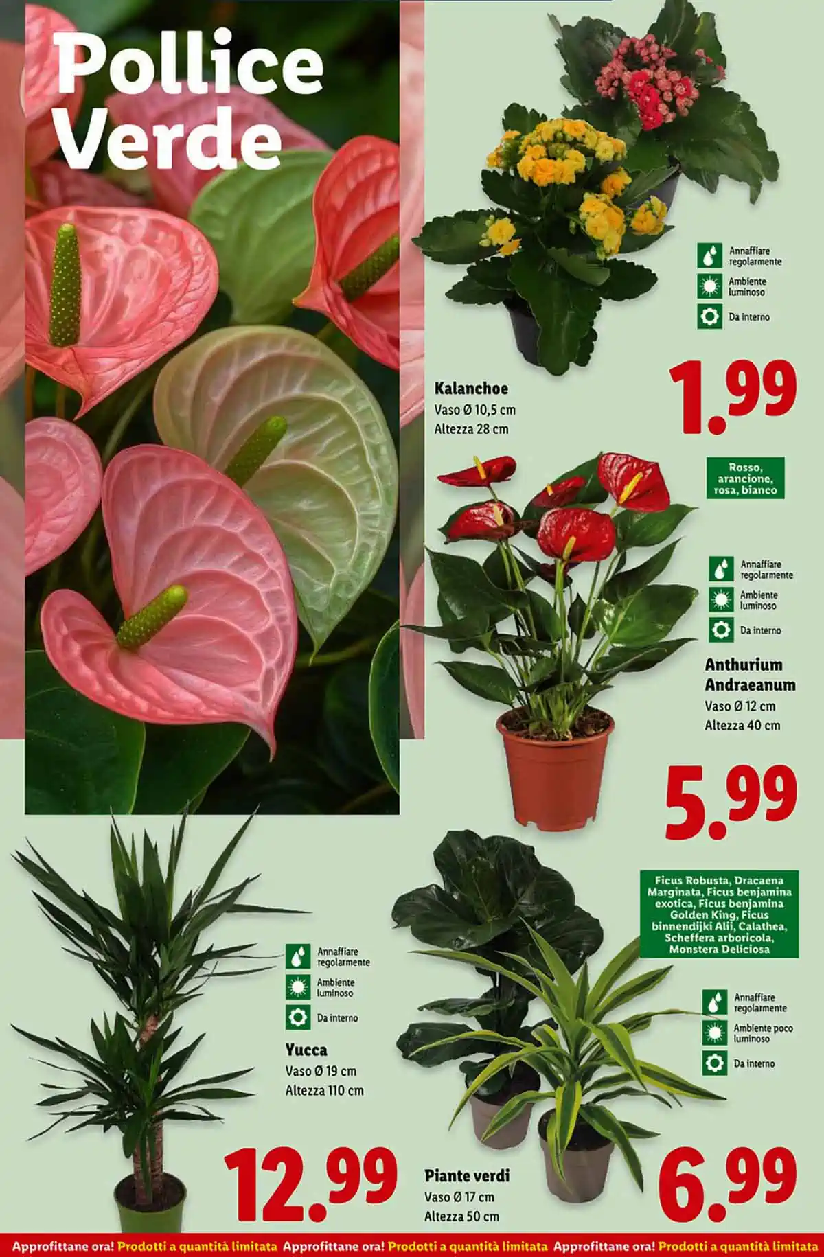 volantino lidl