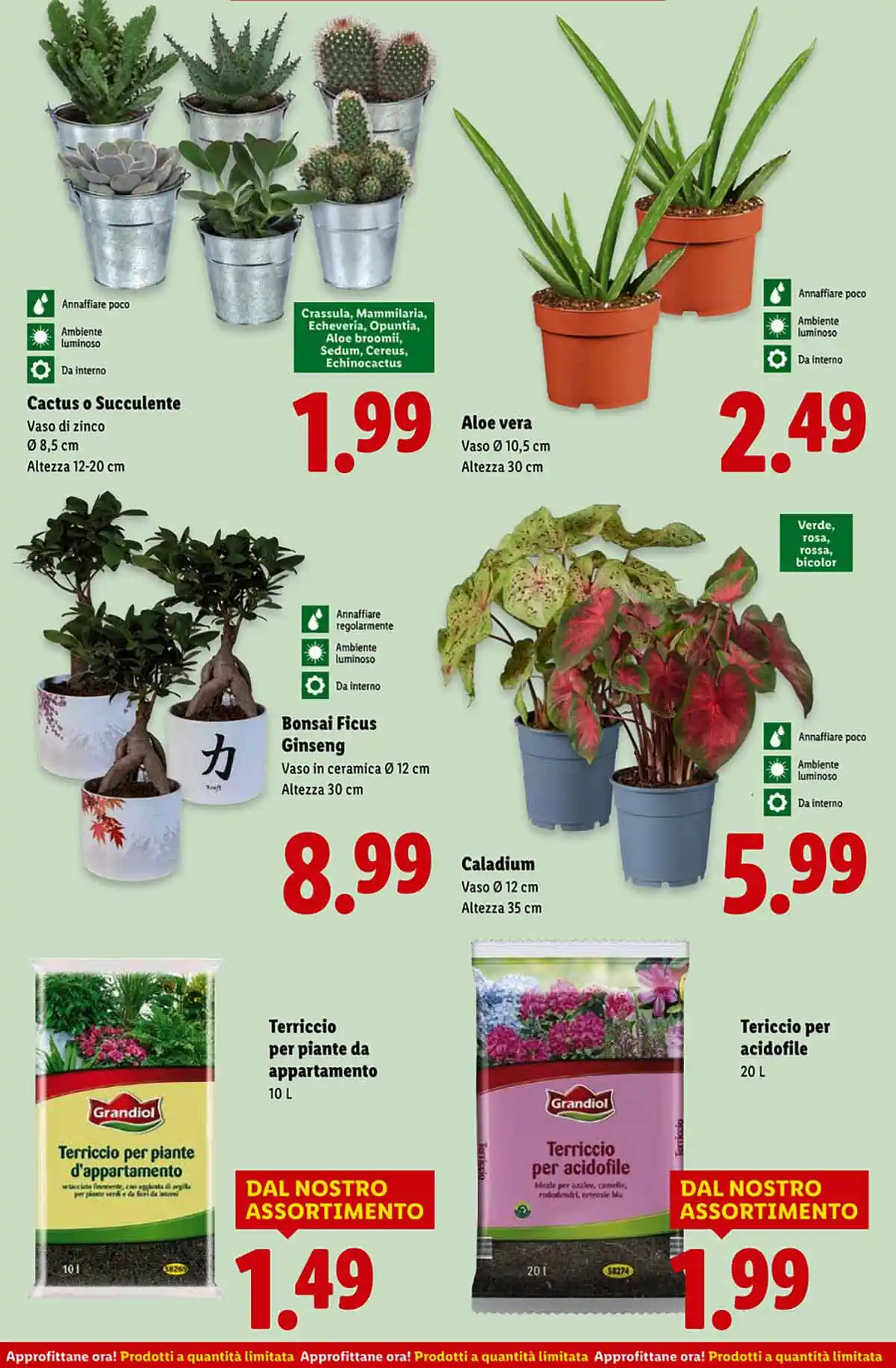 volantino lidl