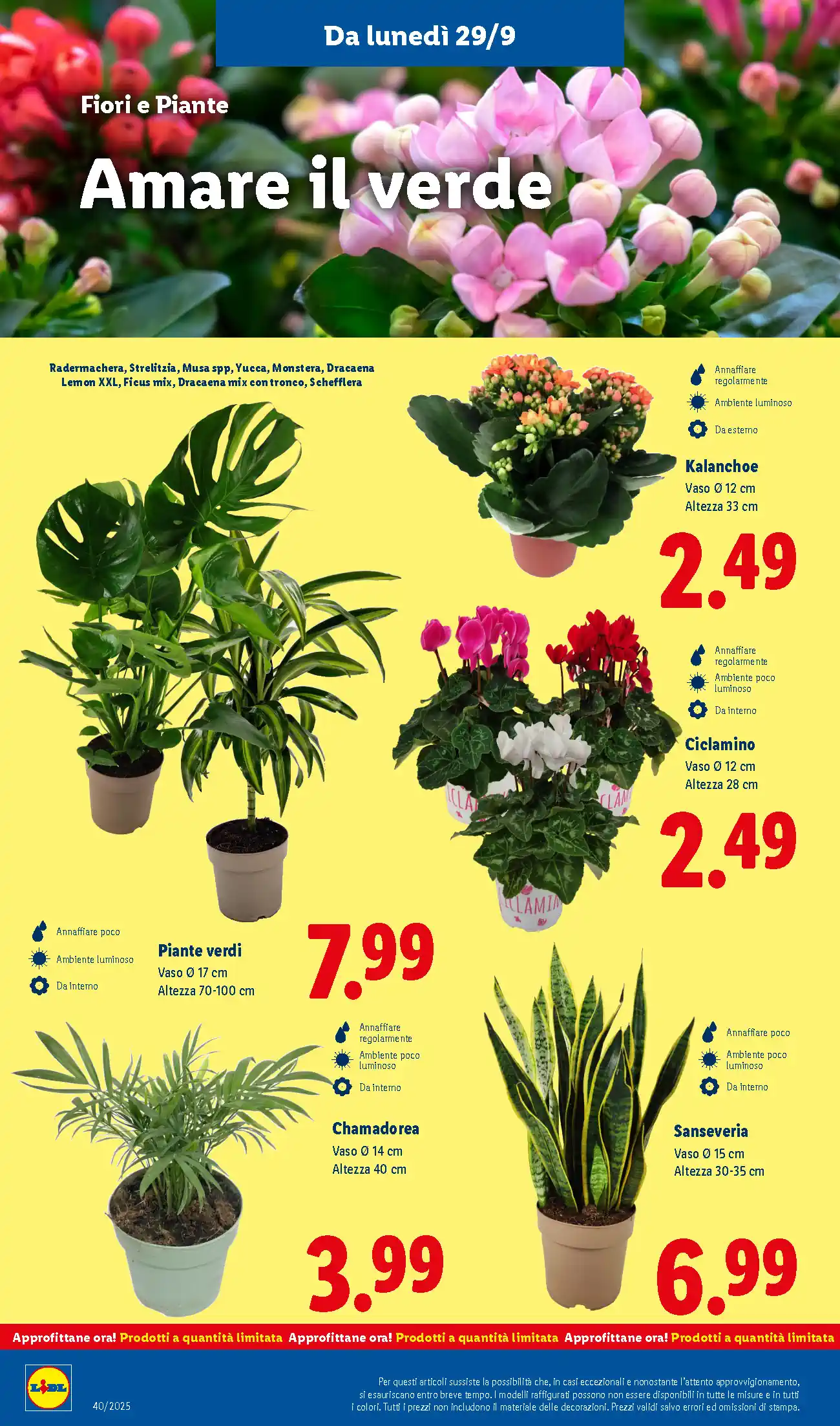 volantino lidl