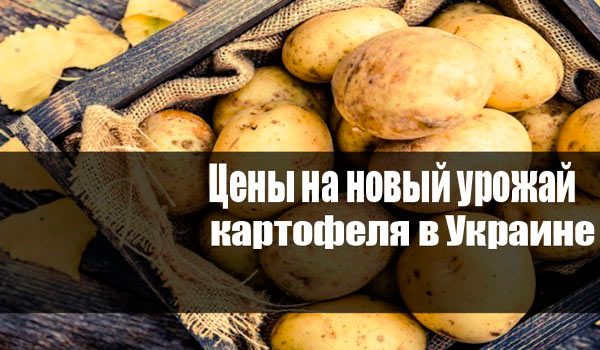 цены на новый урожай картофеля в Украине