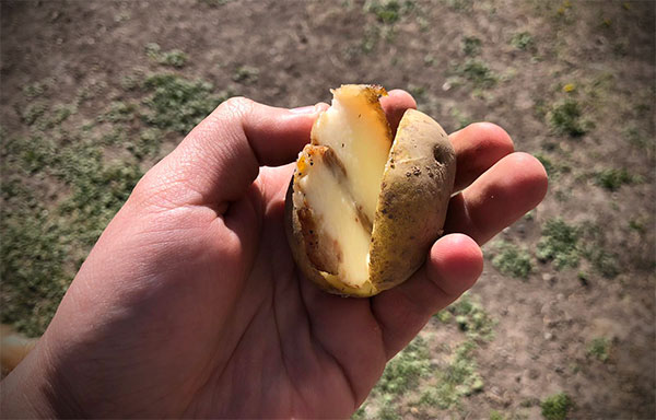картофель в разрезе