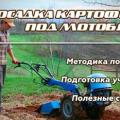 Посадка картофеля под мотоблок