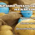 В Украине упали цены на картошку