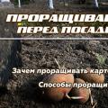 Как правильно прорастить картофель