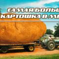 Самая большая картошка Саудовской Аравии