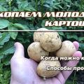 Когда можно начинать копать молодую картошку на еду