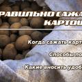 Когда можно сажать картошку